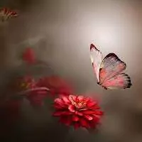 beautiful butterfly images for dp